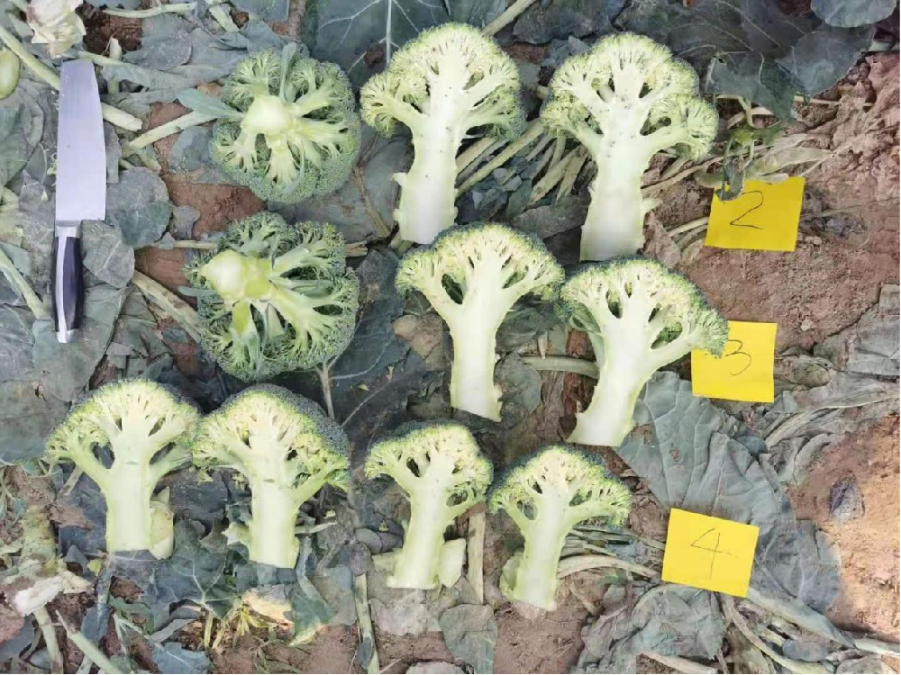 西兰花品种对比